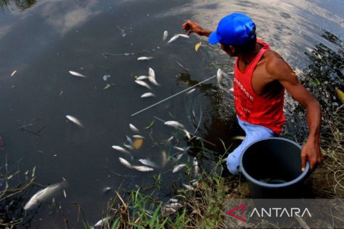 DLHK Nagan Raya Aceh telusuri penyebab matinya ribuan ikan di sungai