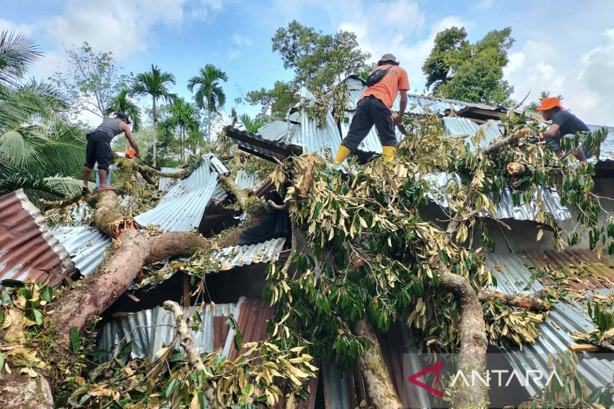 BPBD Nagan Raya Aceh bersihkan pohon tumbang di lokasi bencana alam