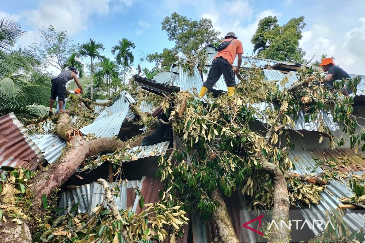 BPBD Nagan Raya bersihkan pohon tumbang di lokasi bencana alam