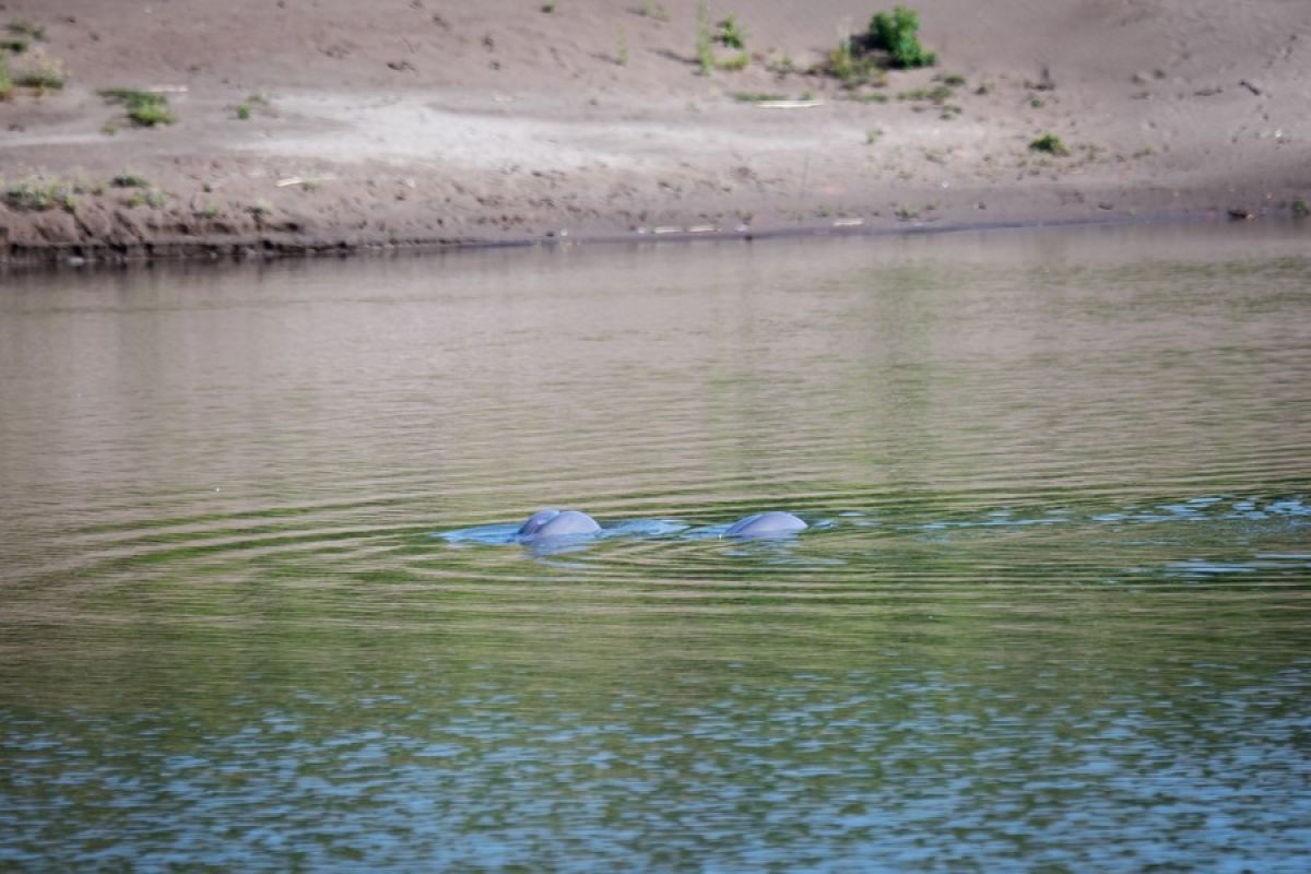 Lumba-lumba tanpa sirip dilepasliarkan ke Sungai Yangtze