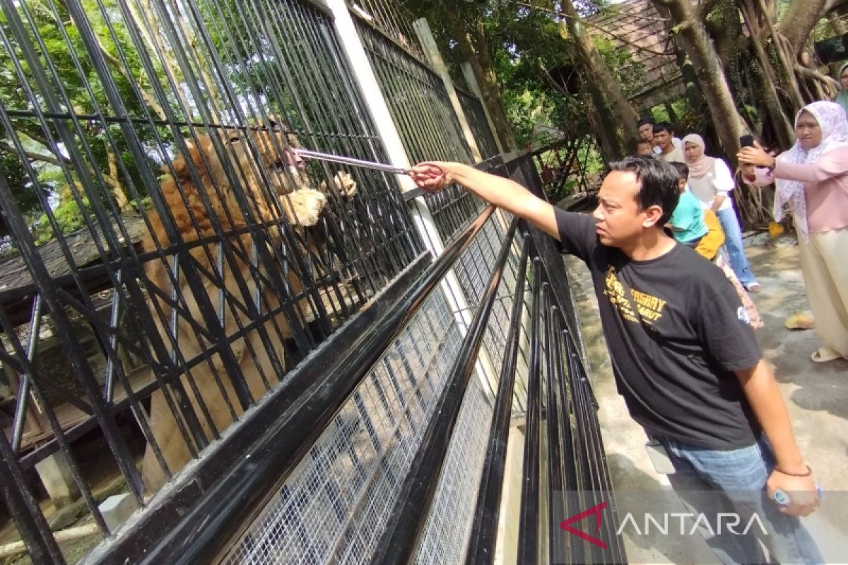 Wisatawan terhibur aksi beri pakan satwa buas di Cikembulan Garut