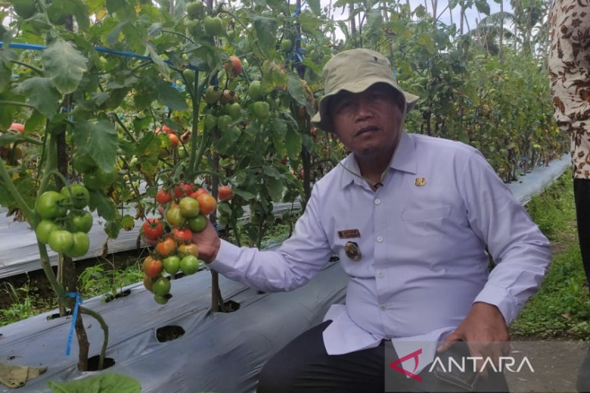 Rejang Lebong kembangkan tanaman sawit dalam lima kecamatan