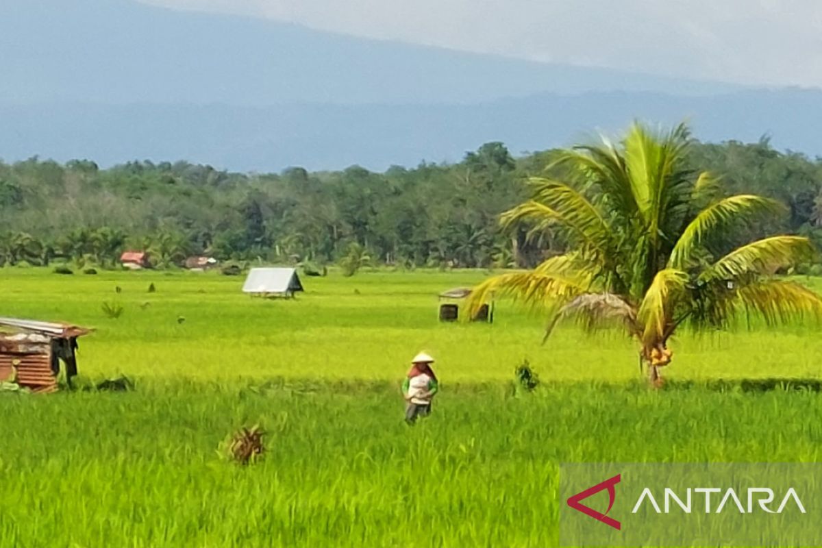 BMKG sarankan Bengkulu percepat jadwal penanaman padi