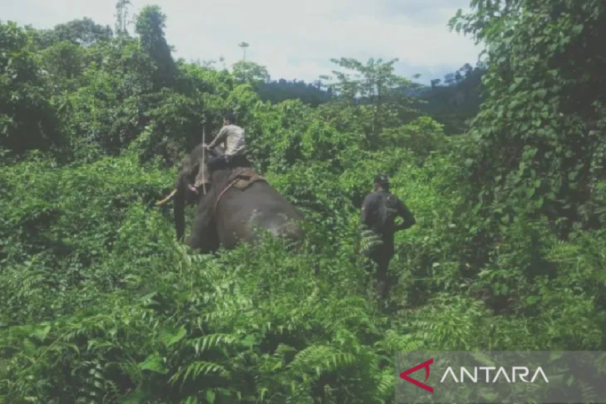 Gajah liar rusak kebun warga Aceh Jaya, sudah tak mempan dihalau mercon