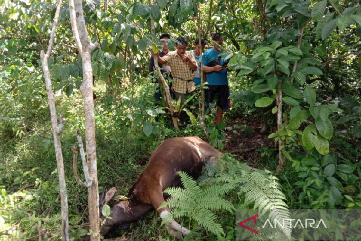 BKSDA turunkan tim terkait harimau memangsa sapi di Bengkulu Utara