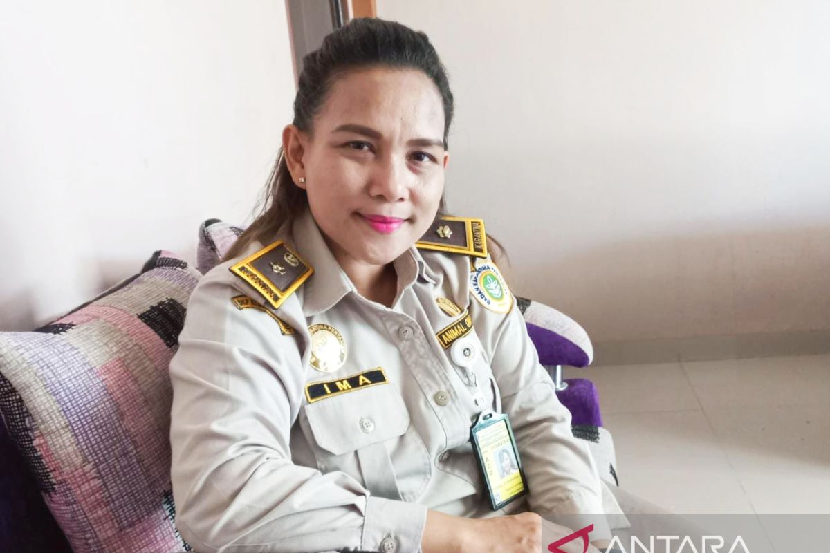 Karantina Pertanian Manokwari perketat pengawasan lalu lintas hewan ternak