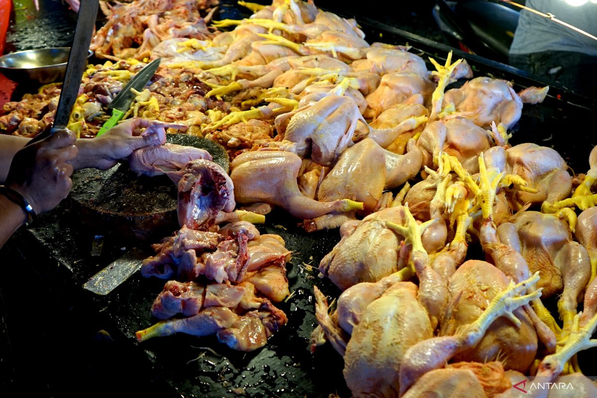 Perindag Kota Gorontalo: Harga ayam potong aman jelang Lebaran Ketupat