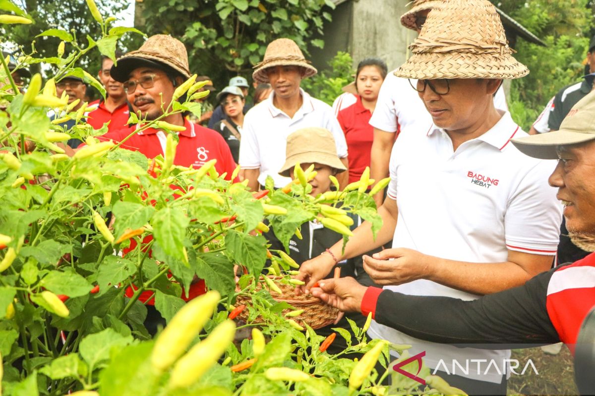 Pemkab Badung Bali tingkatkan produktivitas tanaman cabai