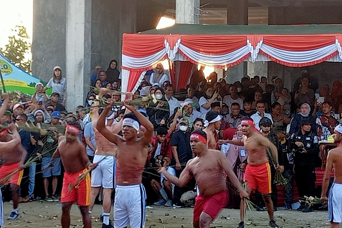 Pukul manyapu Morela Maluku pakai getah jarak sembuhkan luka  sabetan