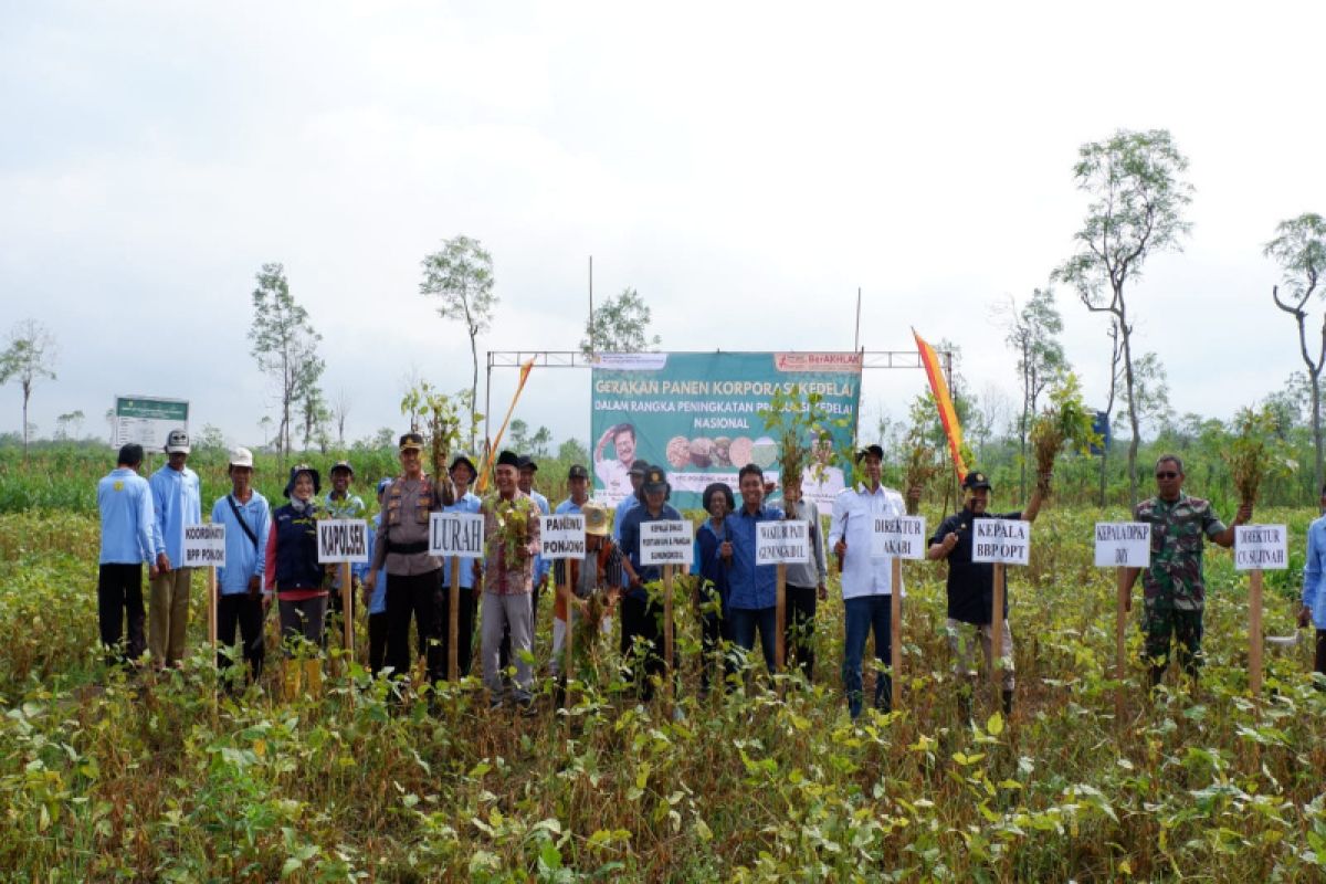 Petani Gunungkidul panen raya kedelai di lahan 40 hektare