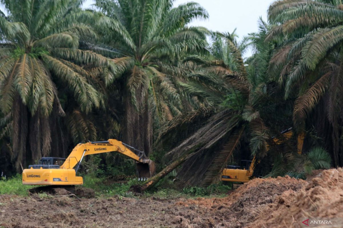 278 hektar kebun sawit rakyat Abdya diremajakan