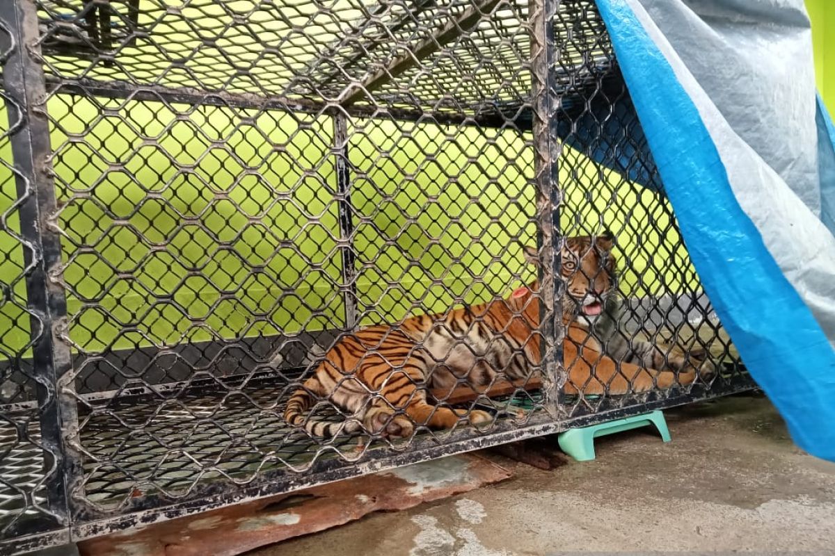 Harimau betina masuk perangkap di Aceh dipindahkan ke Sumatera Utara