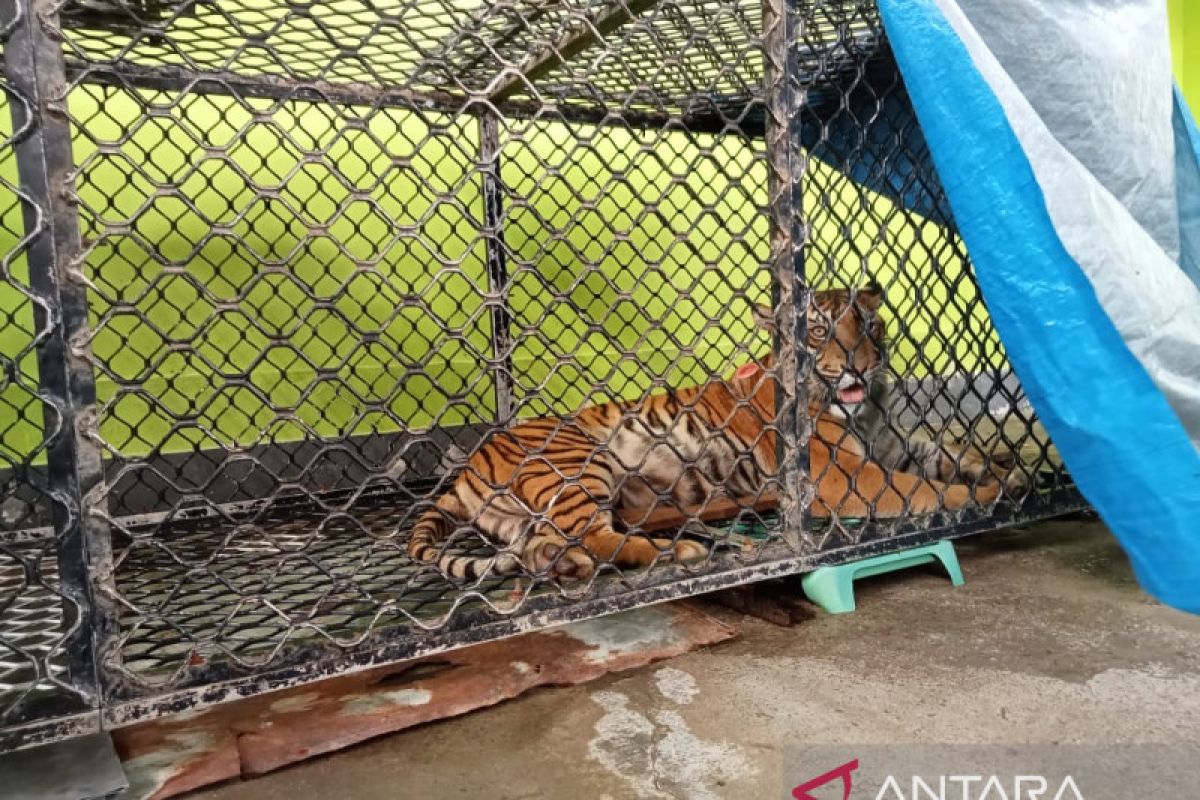 Harimau sumatera liar di Aceh Selatan dipindahkan ke BarumunSumut akibat kendala kandang