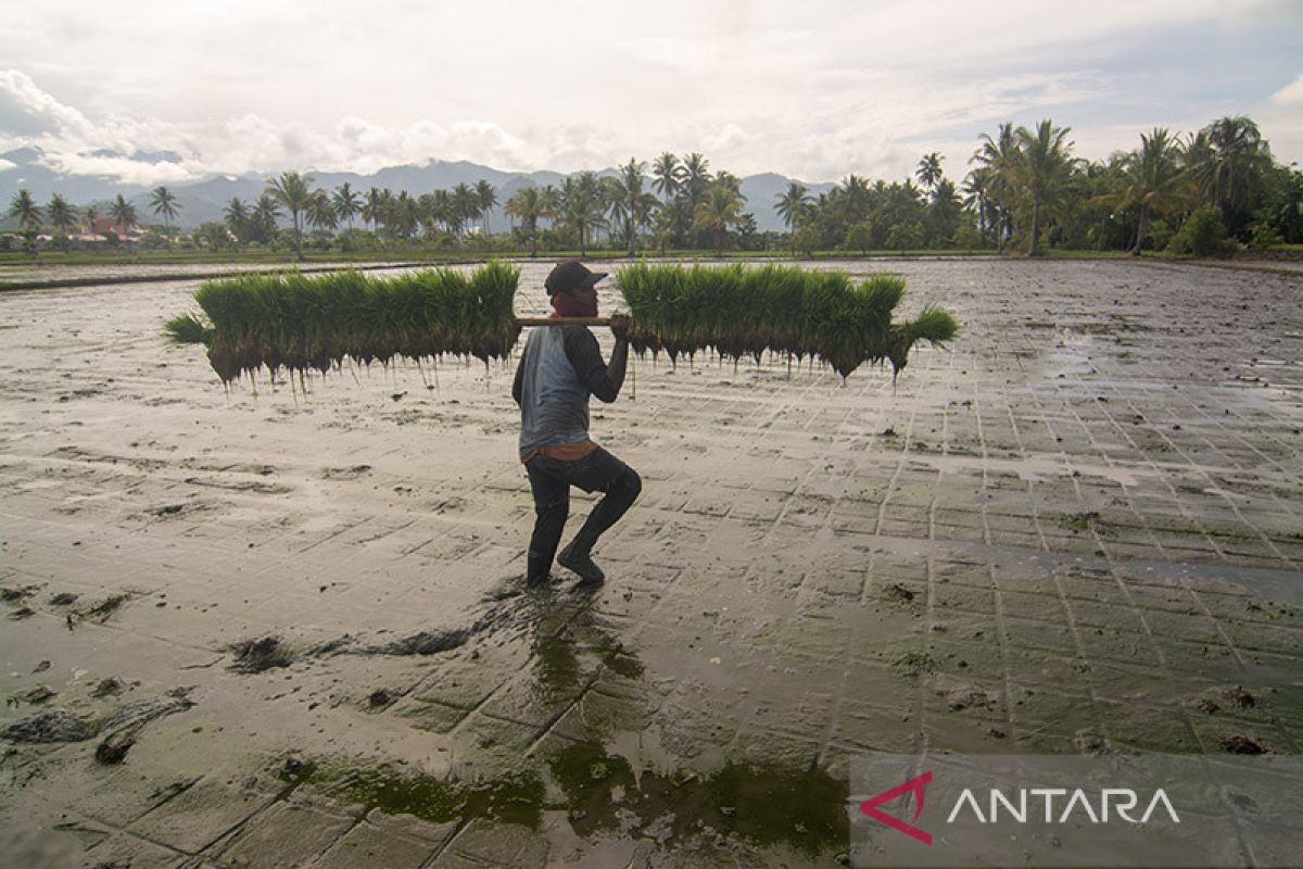 CIPS ingatkan cuaca panas berpotensi mengancam ketahanan pangan