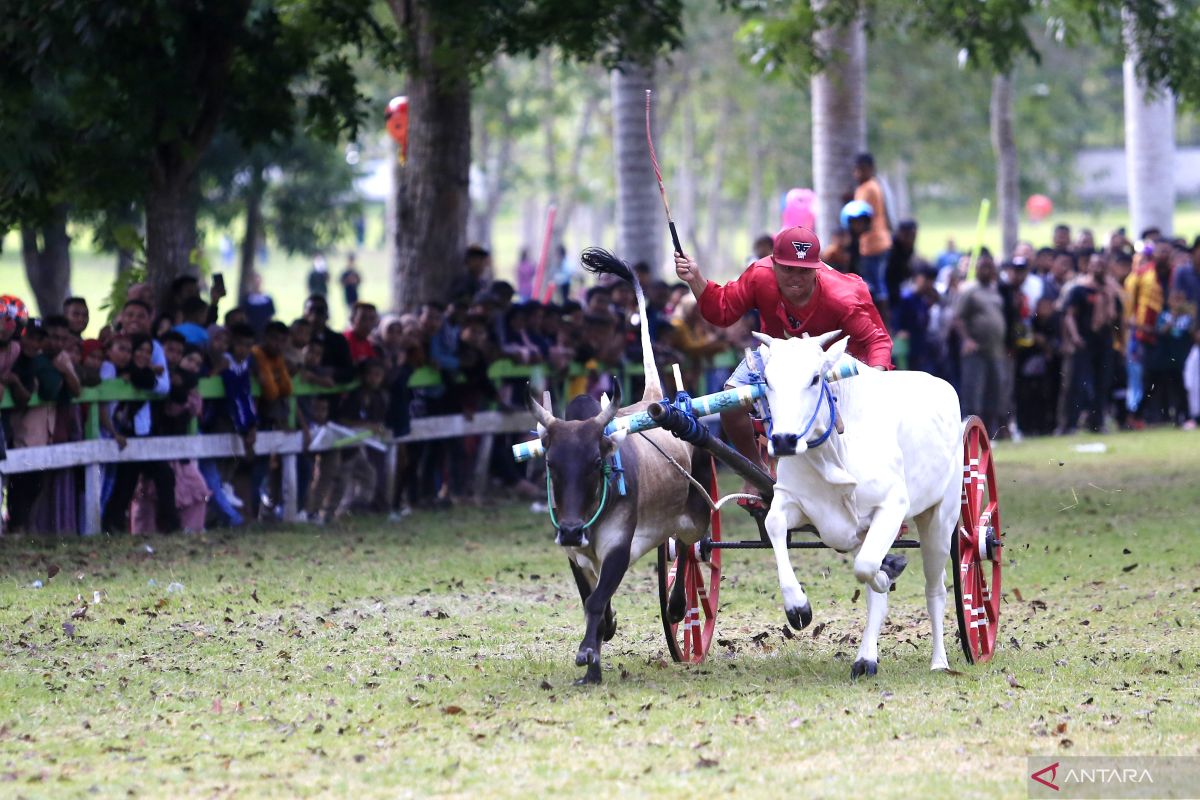 Dispar Gorontalo sebut pacuan roda sapi miliki potensi pariwisata