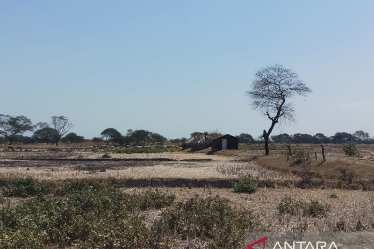 Wilayah Lambanapu Sumba Timur alami HTH hingga 20 hari