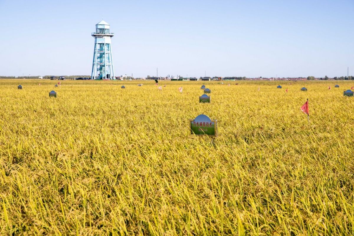 Teknologi pertanian hemat air China untungkan negara-negara BRI
