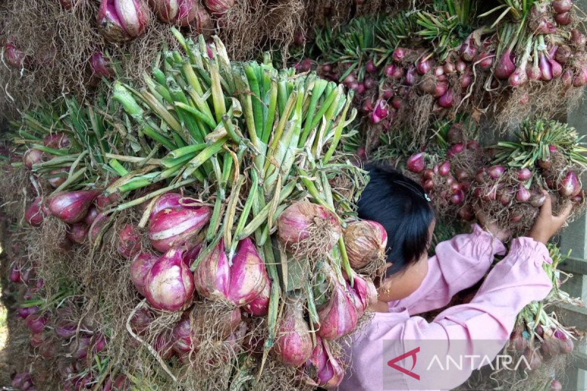 Harga bawang merah tingkat petani di Solok naik jadi Rp28 ribu per kg