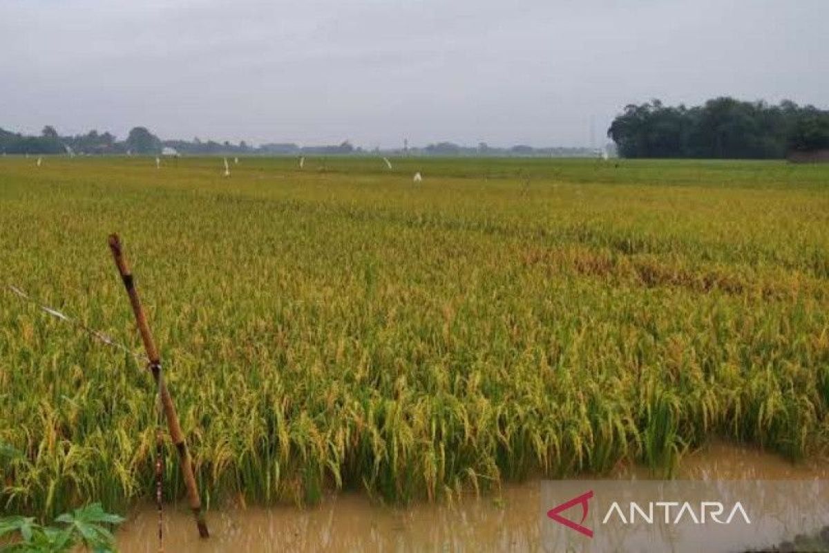 Sejumlah petani yang tanaman padinya puso akibat banjir peroleh ganti untung