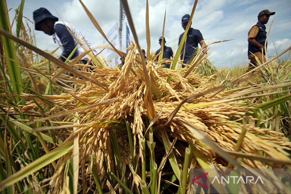 FOTO - Panen Raya Padi Binaan PT Pupuk Iskandar Muda