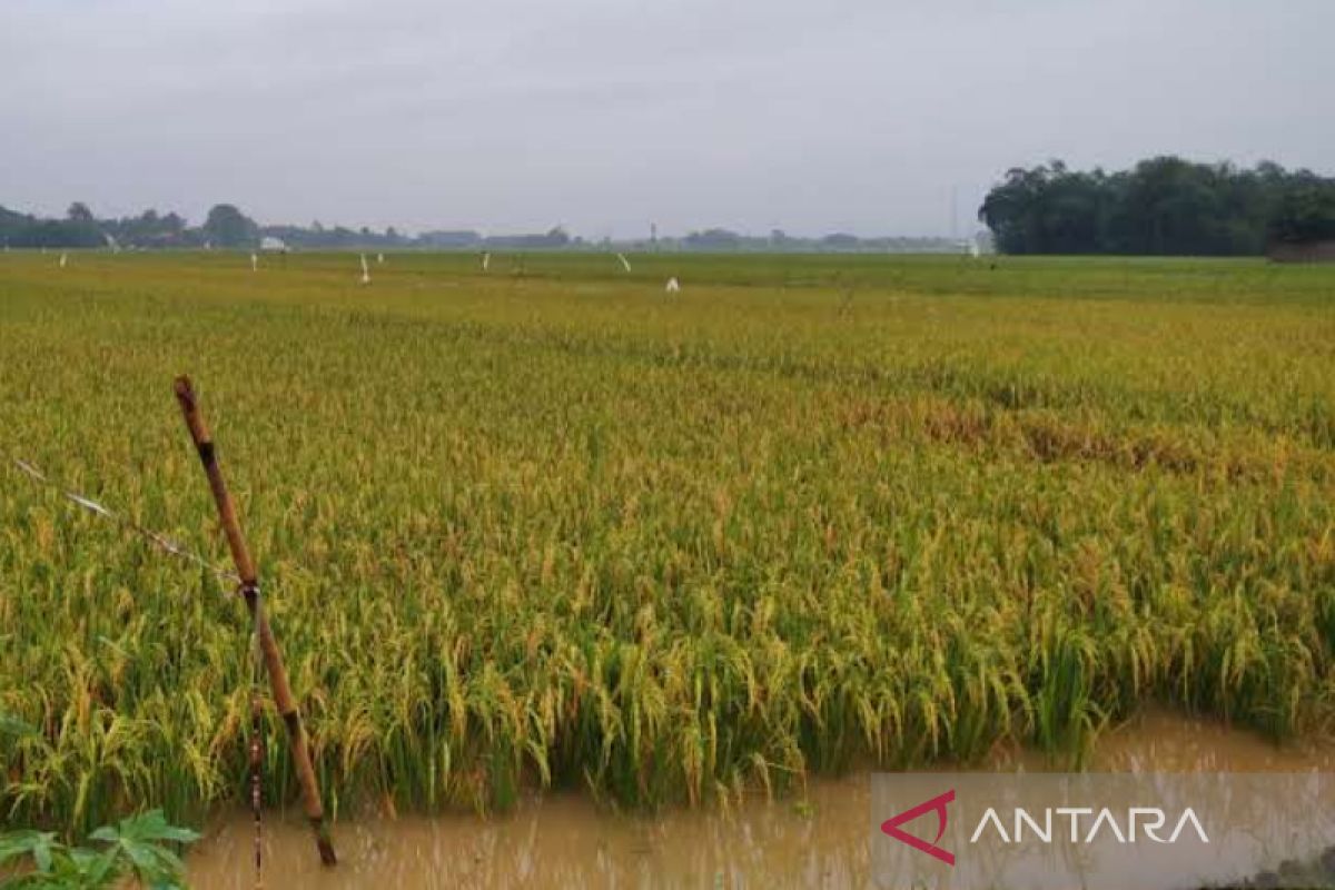 Petani yang tanaman padinya puso akibat banjir peroleh ganti untung