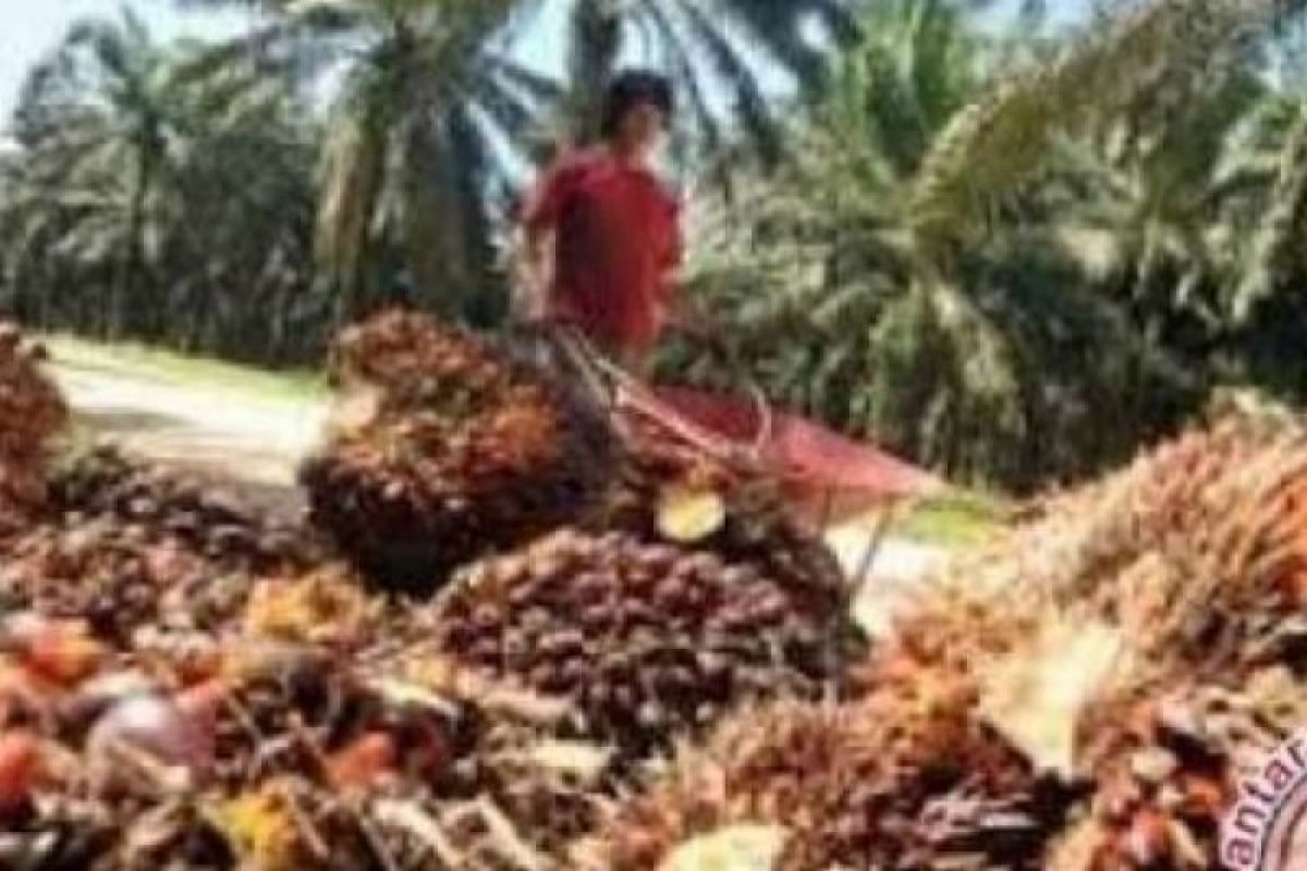 Harga kelapa sawit di Riau turun Rp115,44/kg