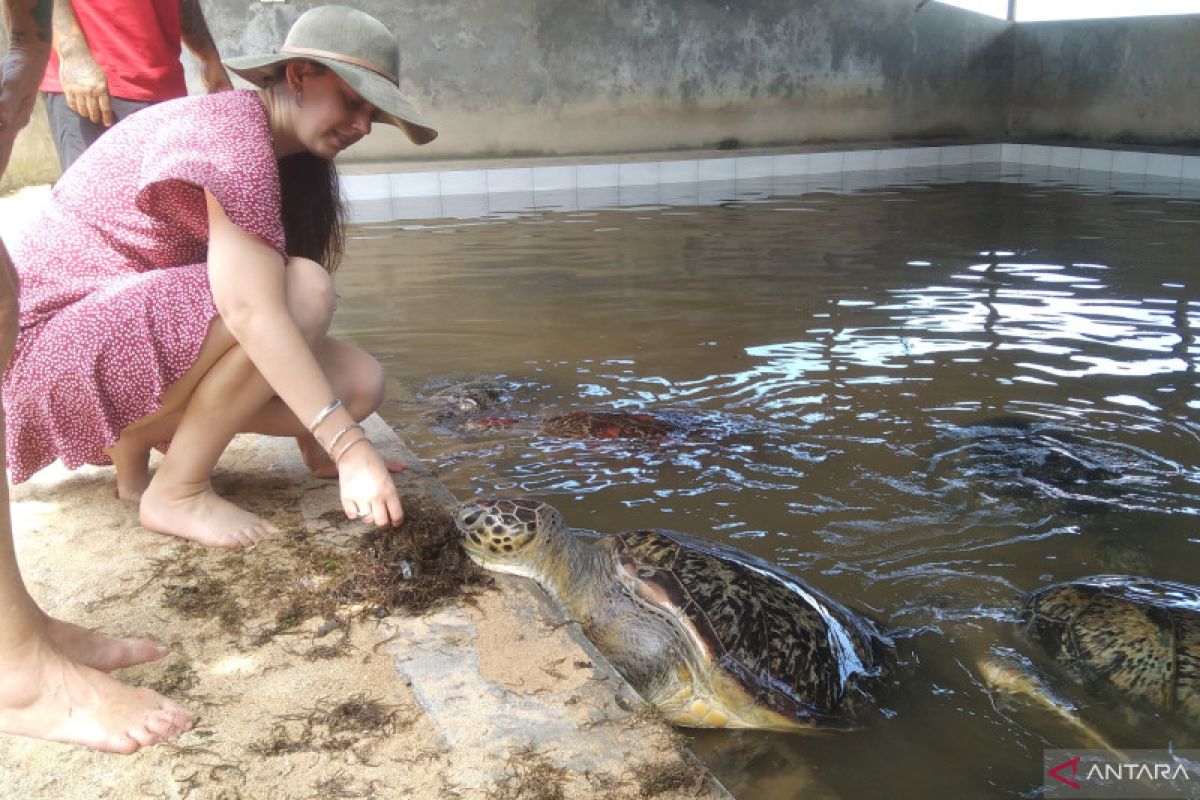 Penangkaran penyu Tanjung Benoa Bali hadapi kesulitan pasokan pakan