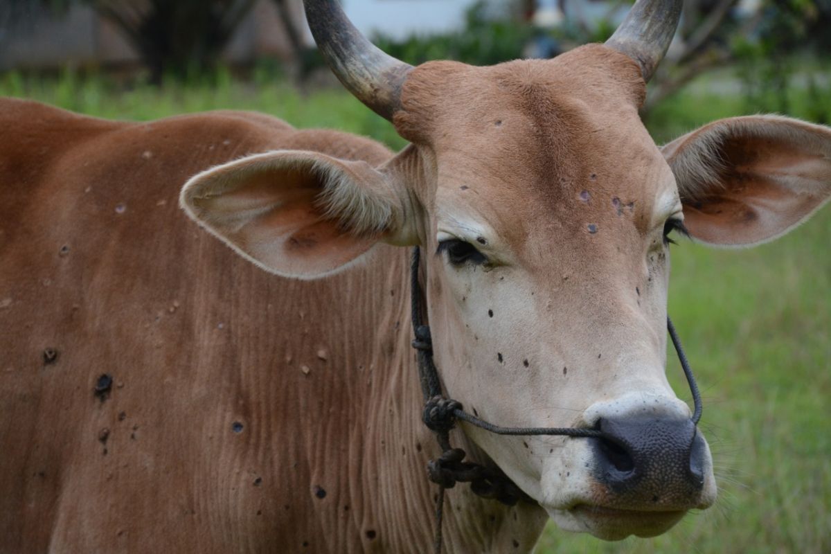 RI striving to eliminate costly livestock diseases with FAO support