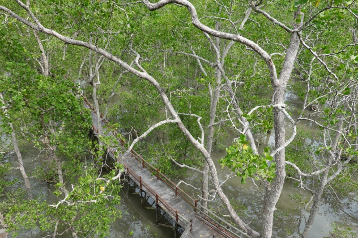 YKAN dukung pelestarian mangrove di Berau