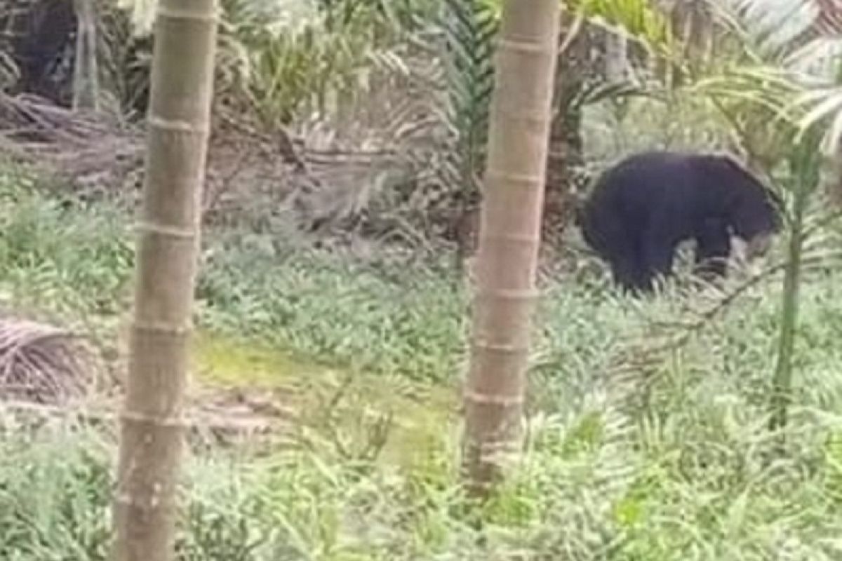 BKSDA Jambi turunkan tim guna tangkap beruang madu masuk ke pemukiman di Tanjabbar