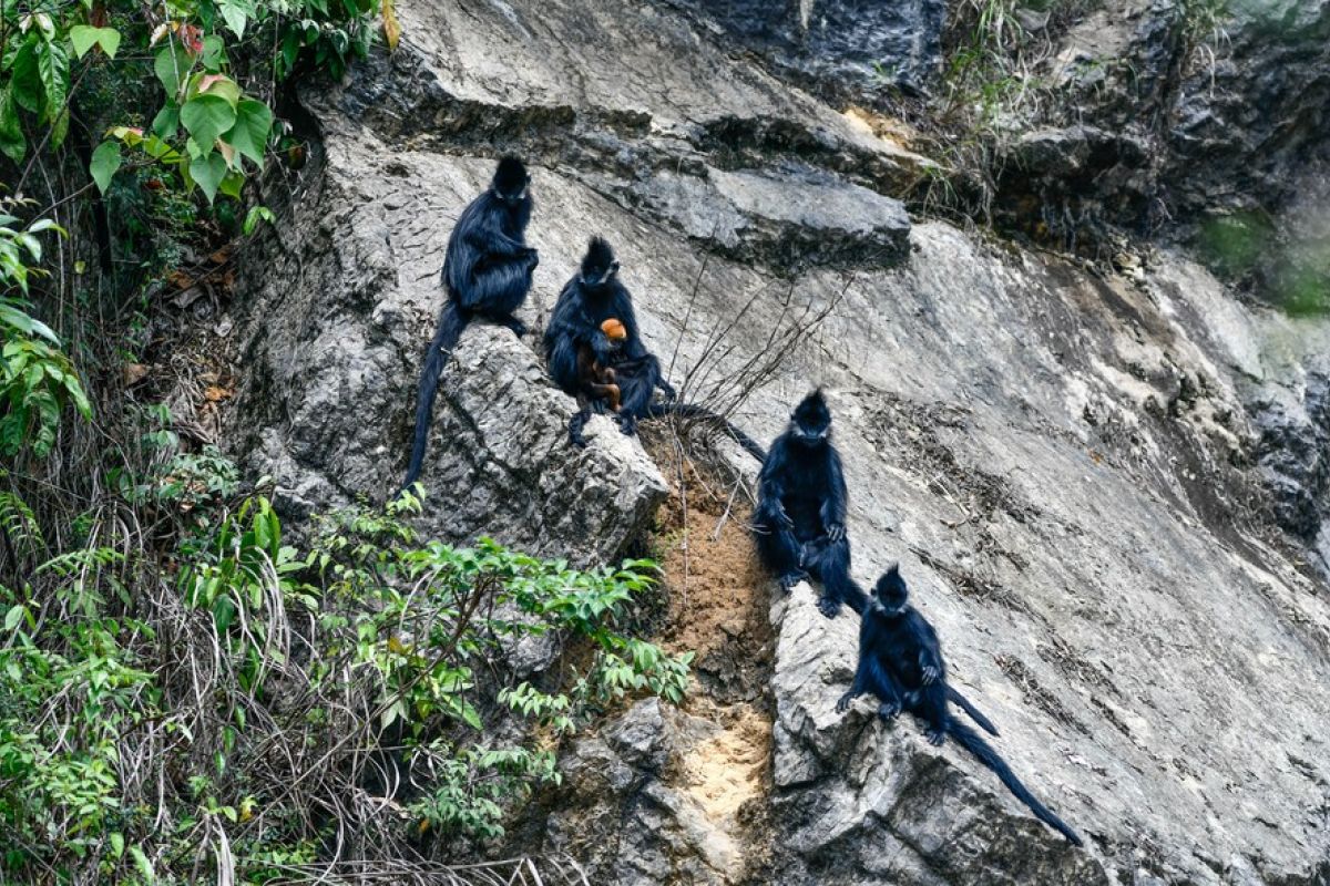 Deretan foto monyet daun Francois di China barat daya