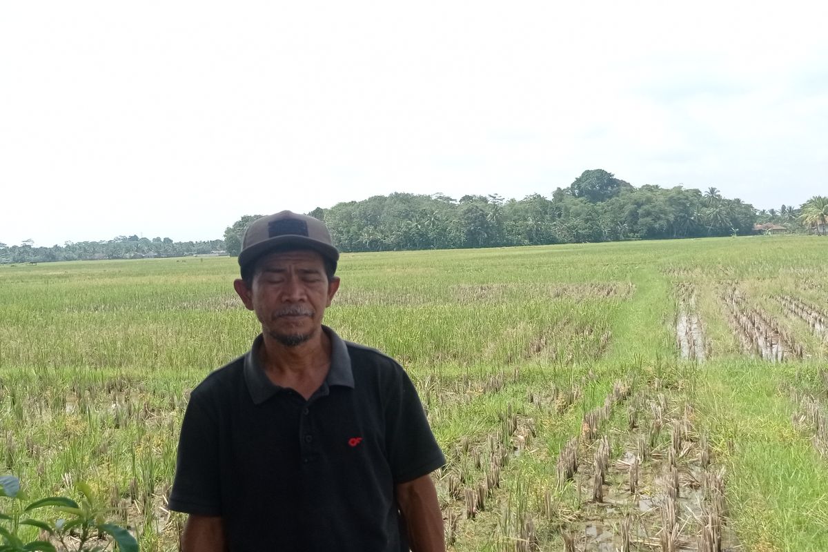 Petani Lebak berharap bantuan pemerintah atasi kerusakan pompa air