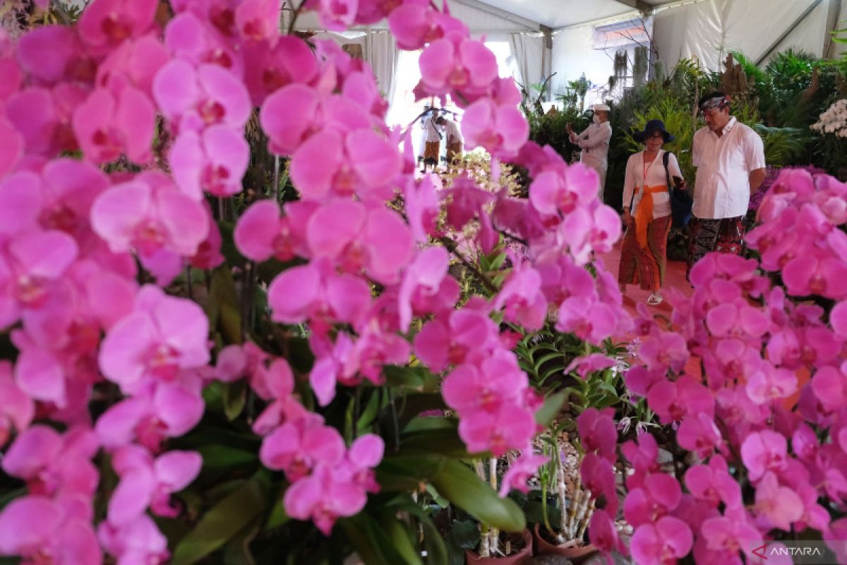 Festival Anggrek KemBali Internasional 2023 di Bali - ANTARA News