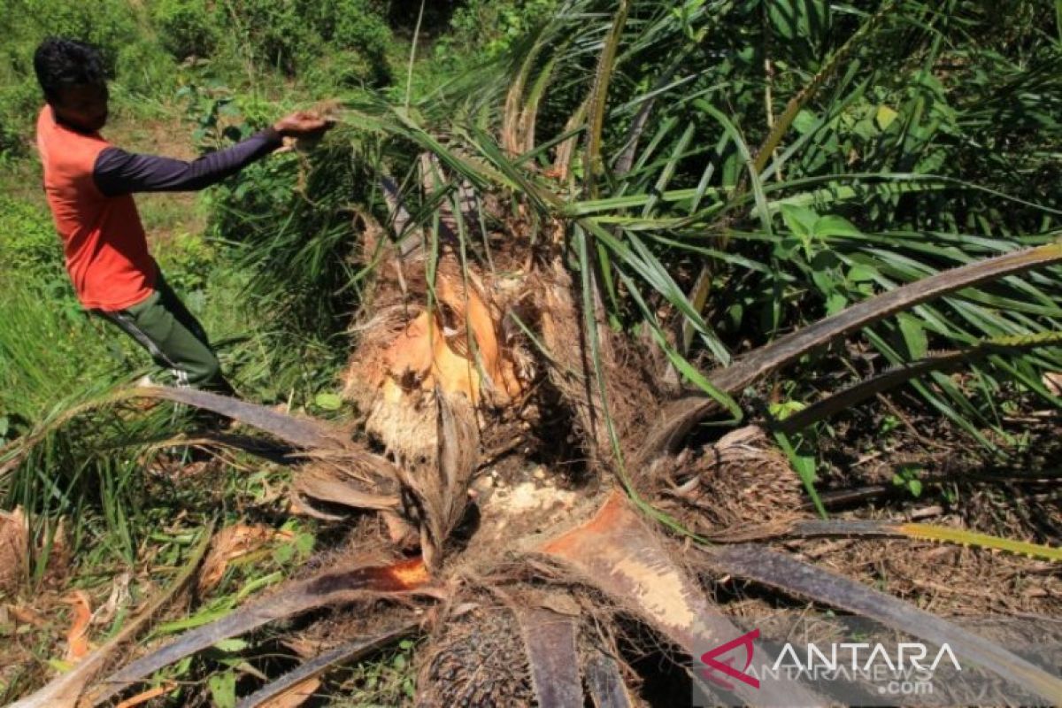 BKSDA atasi gangguan gajah di pedalaman Aceh Barat dengan petasan