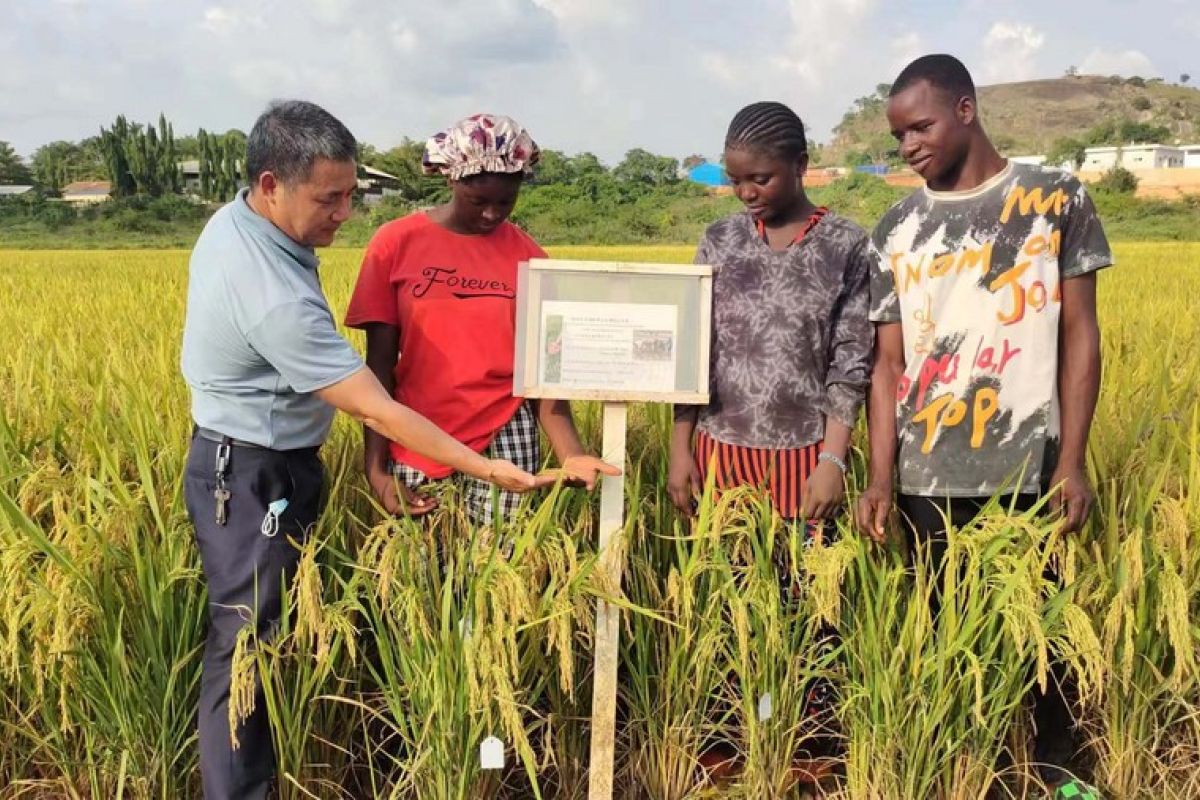Asia dan Afrika petik manfaat riset teknologi pemuliaan padi China