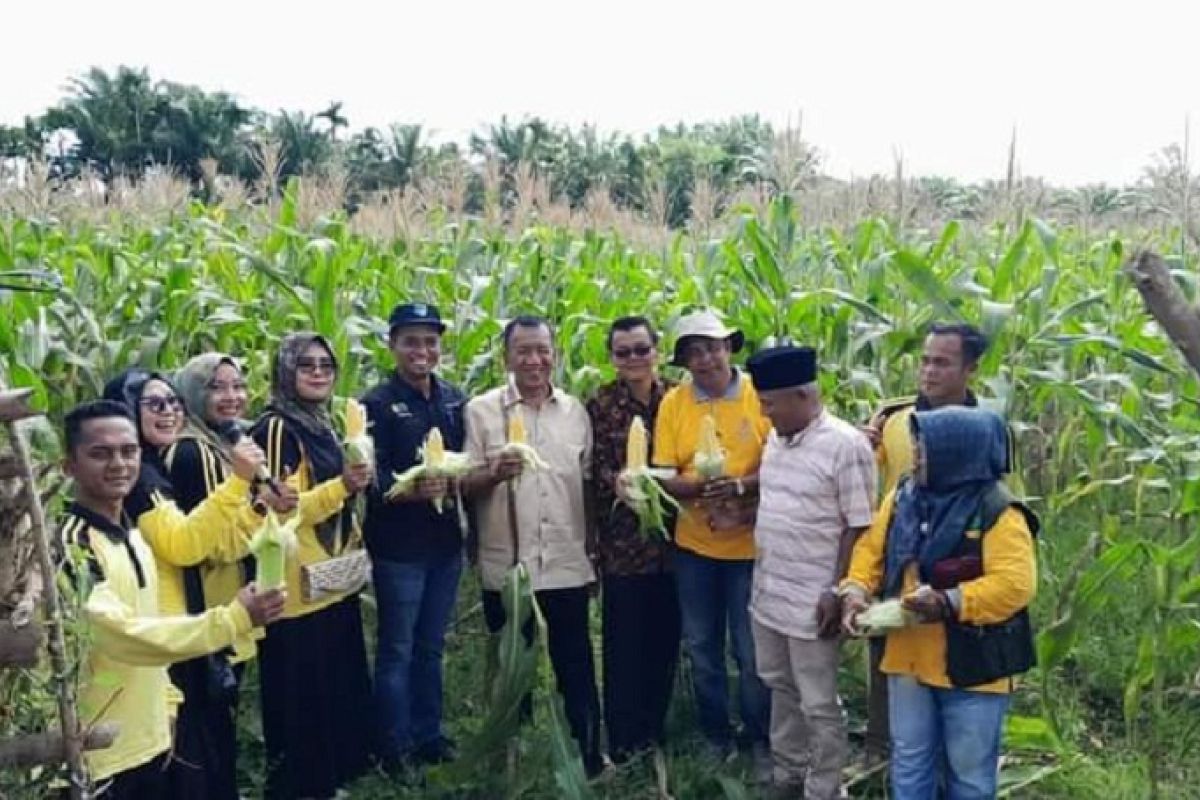 Bupati Rusma Yul Anwar lakukan panen raya jagung di Punggasan