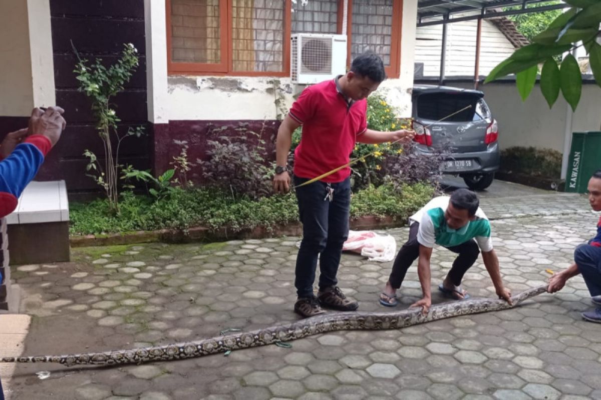 Ular piton ukuran besar "nyelonong" Ke rumah warga Praya Lombok Tengah