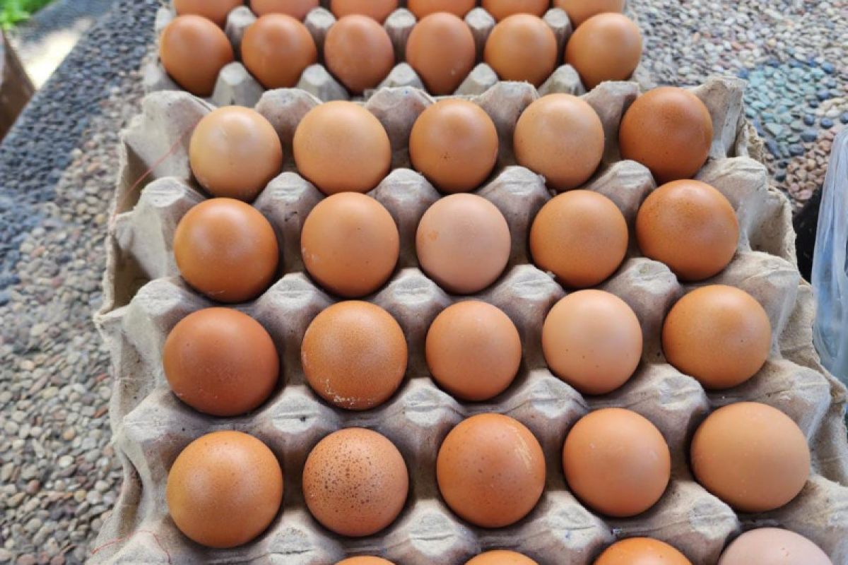 Disdag Mataram: distributor bahas turunkan harga telur