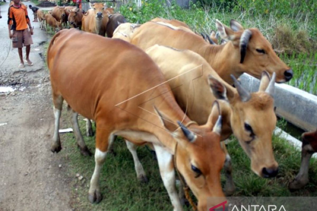 Pemkab Aceh Barat Daya bantu puluhan ekor sapi guna swasembada daging