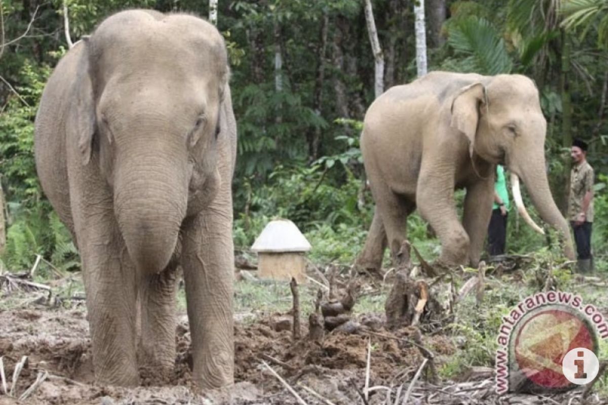 BKSDA mengatasi gangguan gajah di kebun nilam di pedalaman Kabupaten Aceh Jaya