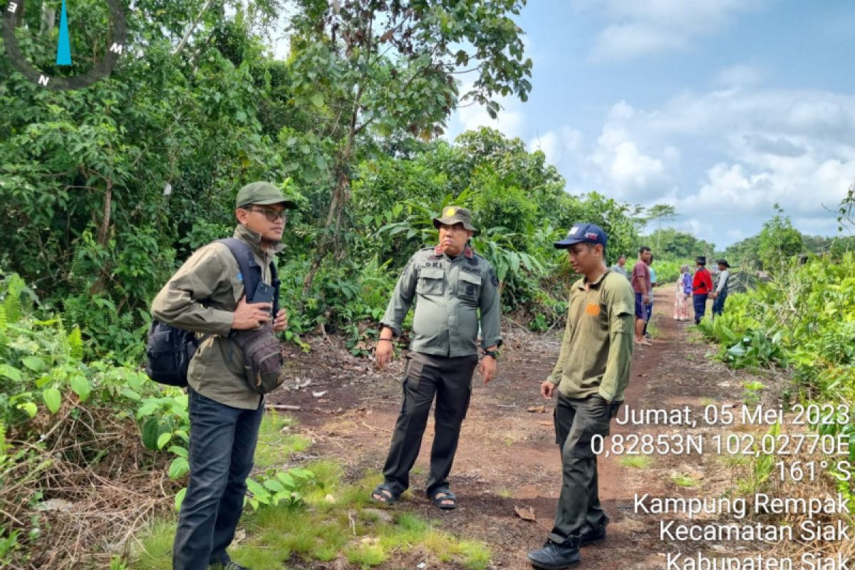 Seekor harimau sumatera terpantau kamera jebak di Siak