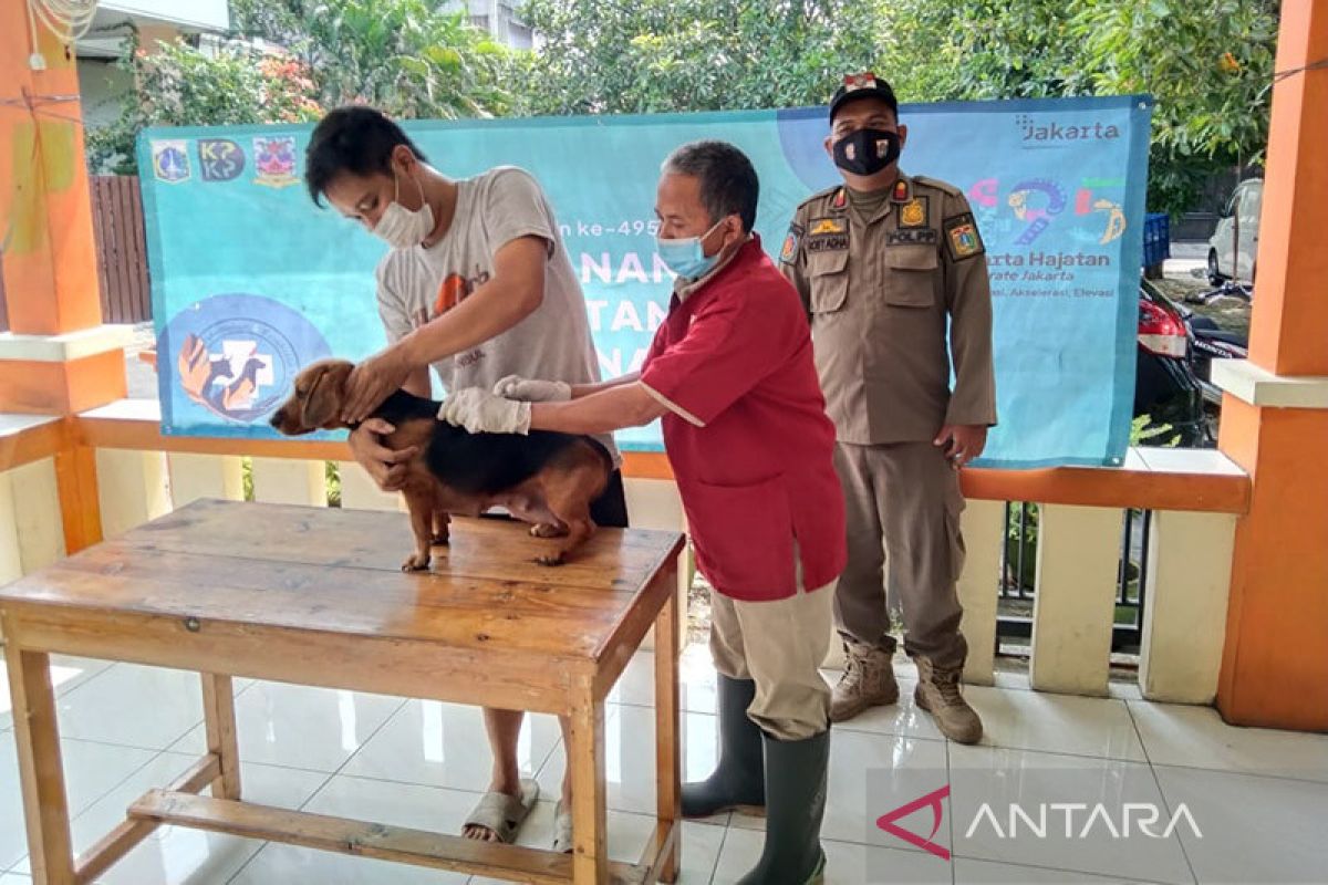 Kucing paling banyak ikut program vaksin rabies di Jakbar