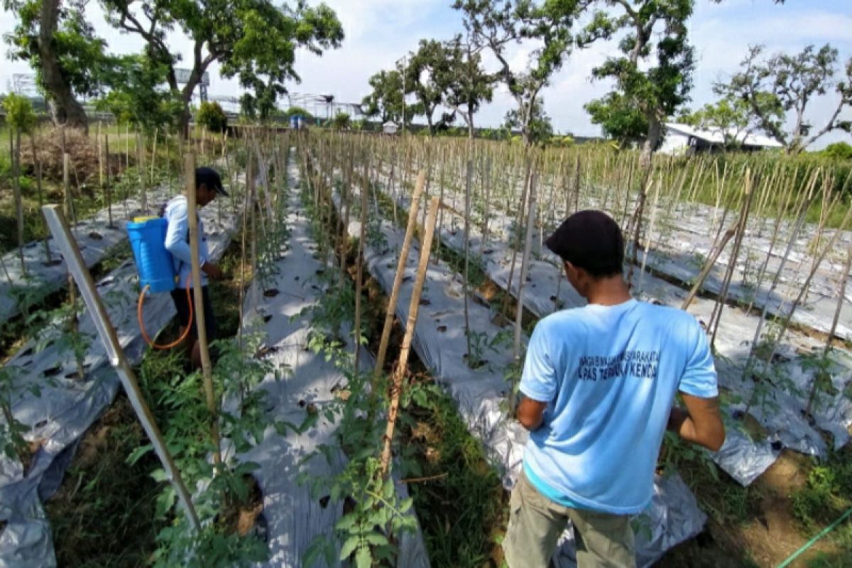 Lapas Terbuka Kendal ajari WBP budi daya tomat