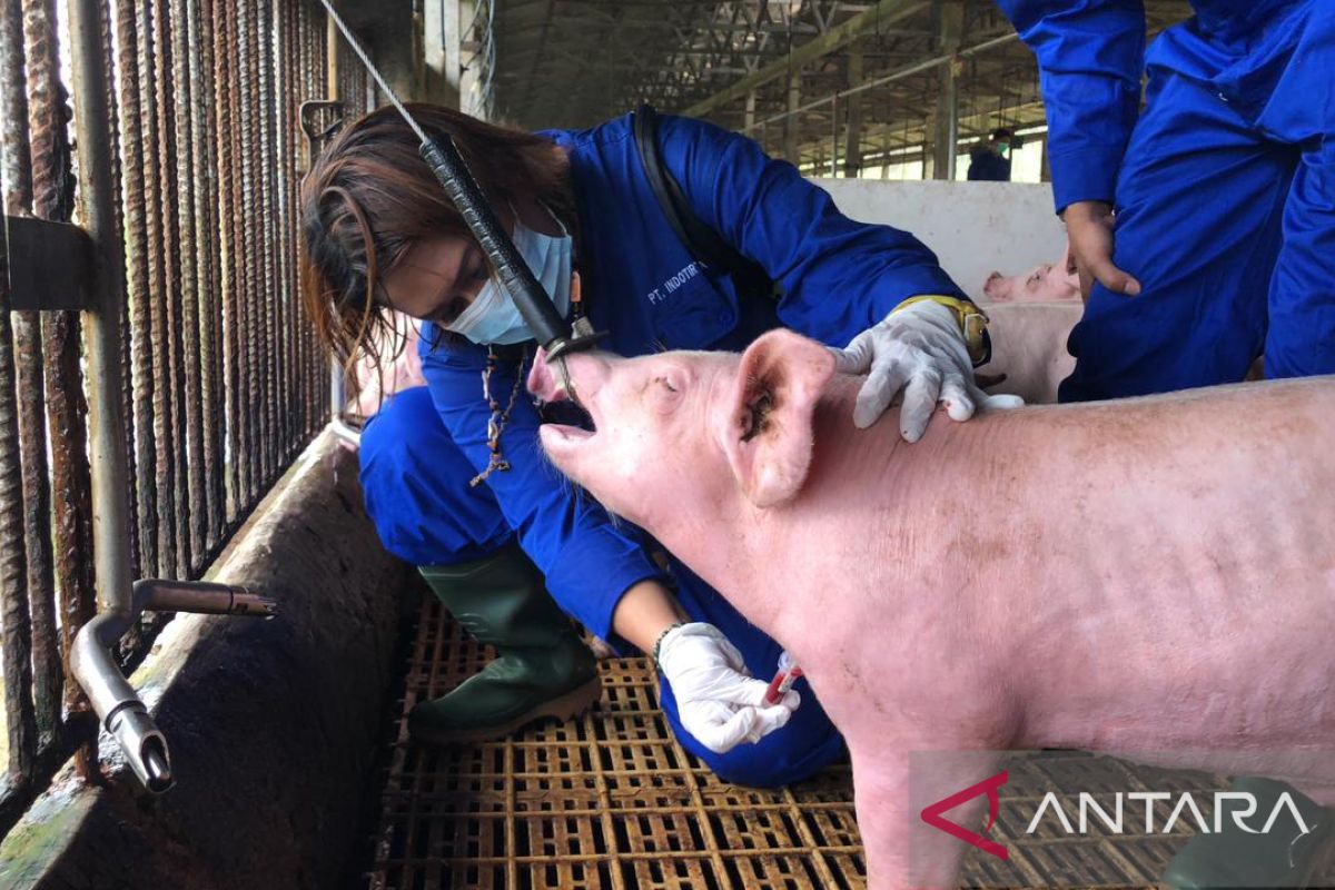 Barantan menyatakan babi asal Pulau Bulan positif flu babi Afrika