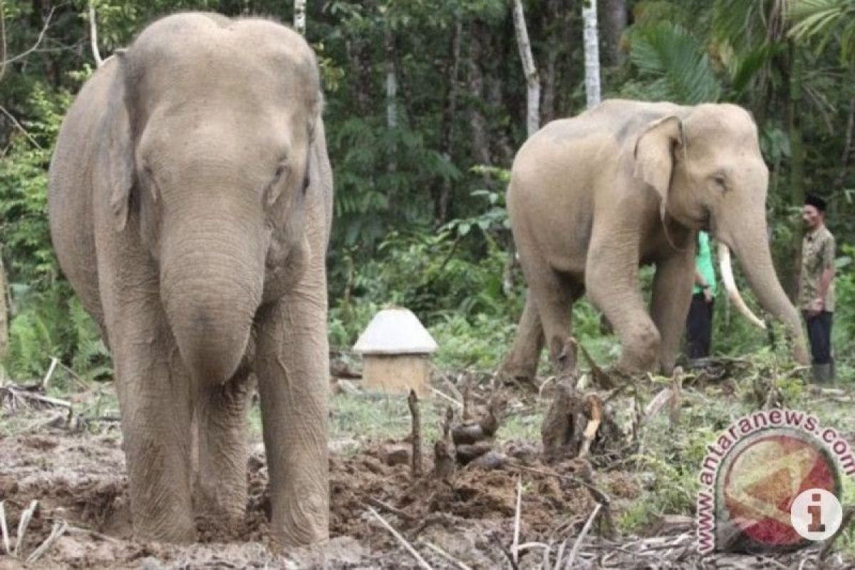 BKSDA atasi gangguan gajah liar di kebun nilam pedalaman Aceh Jaya