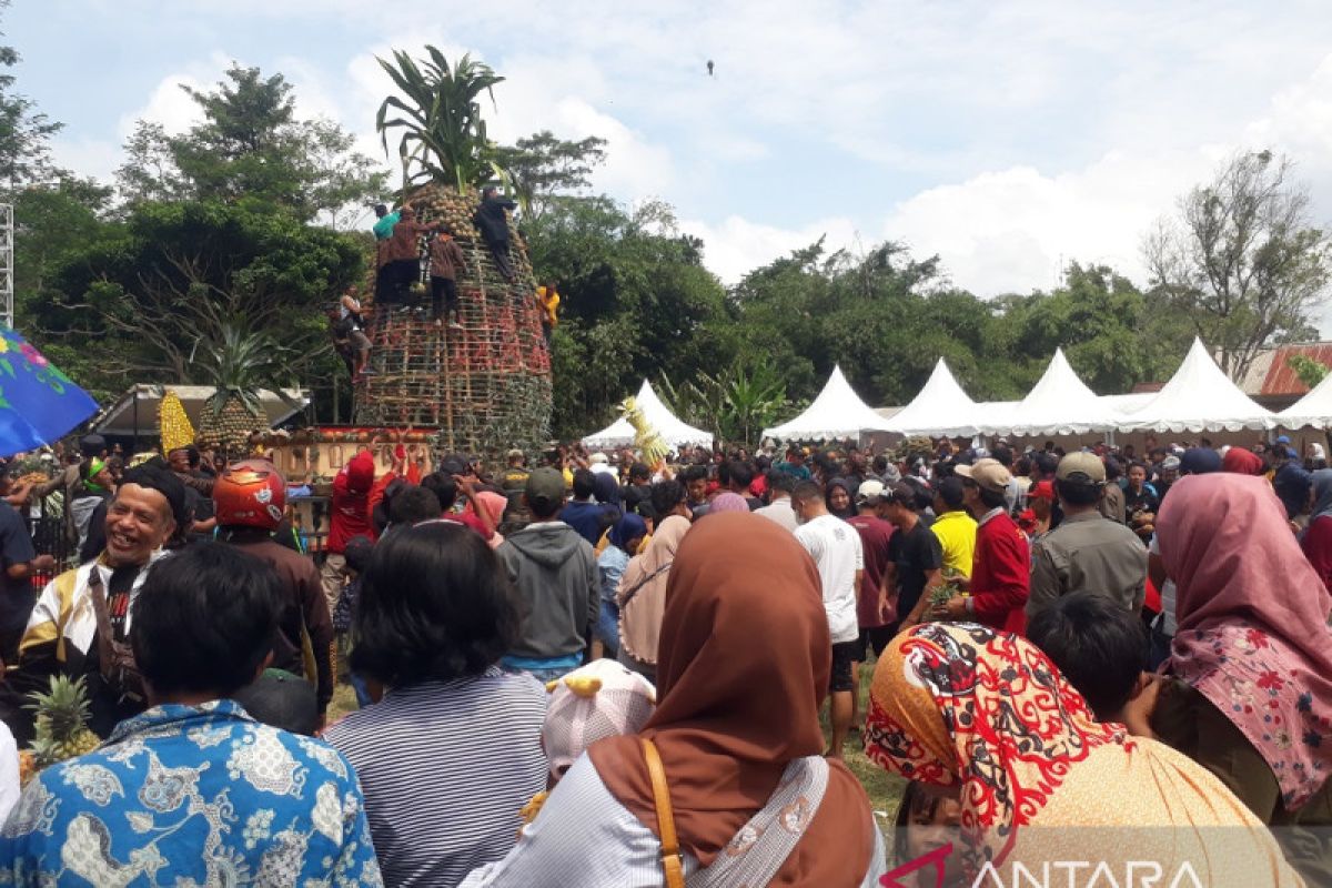 Masyarakat berebut nanas gratis dalam festival di Ngancar Kediri