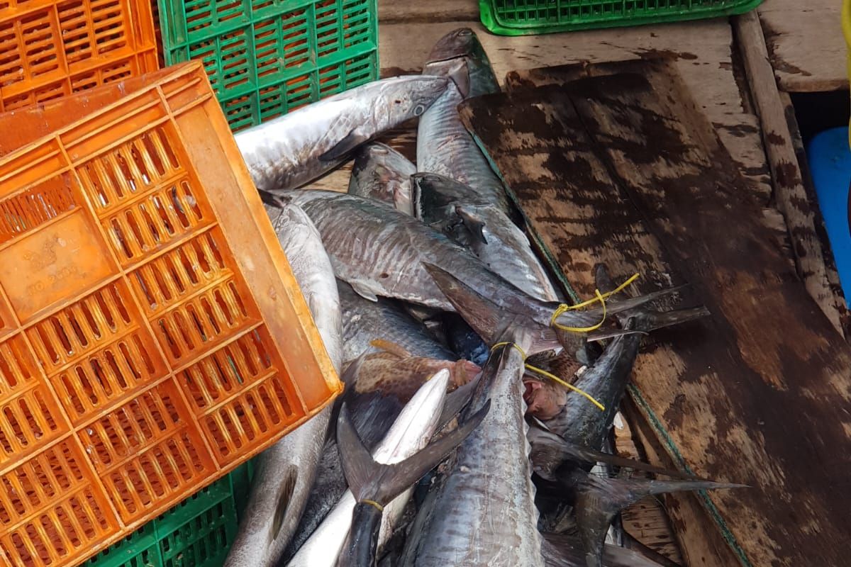 Pemkab  Pasaman Barat lengkapi sarana nelayan tingkatkan ekspor ikan
