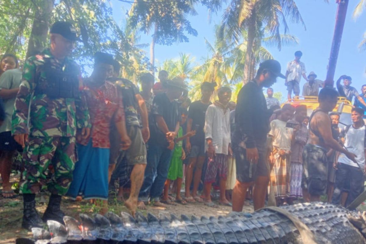 Buaya ukuran 4 meter di Pujut Lombok Tengah ditangkap