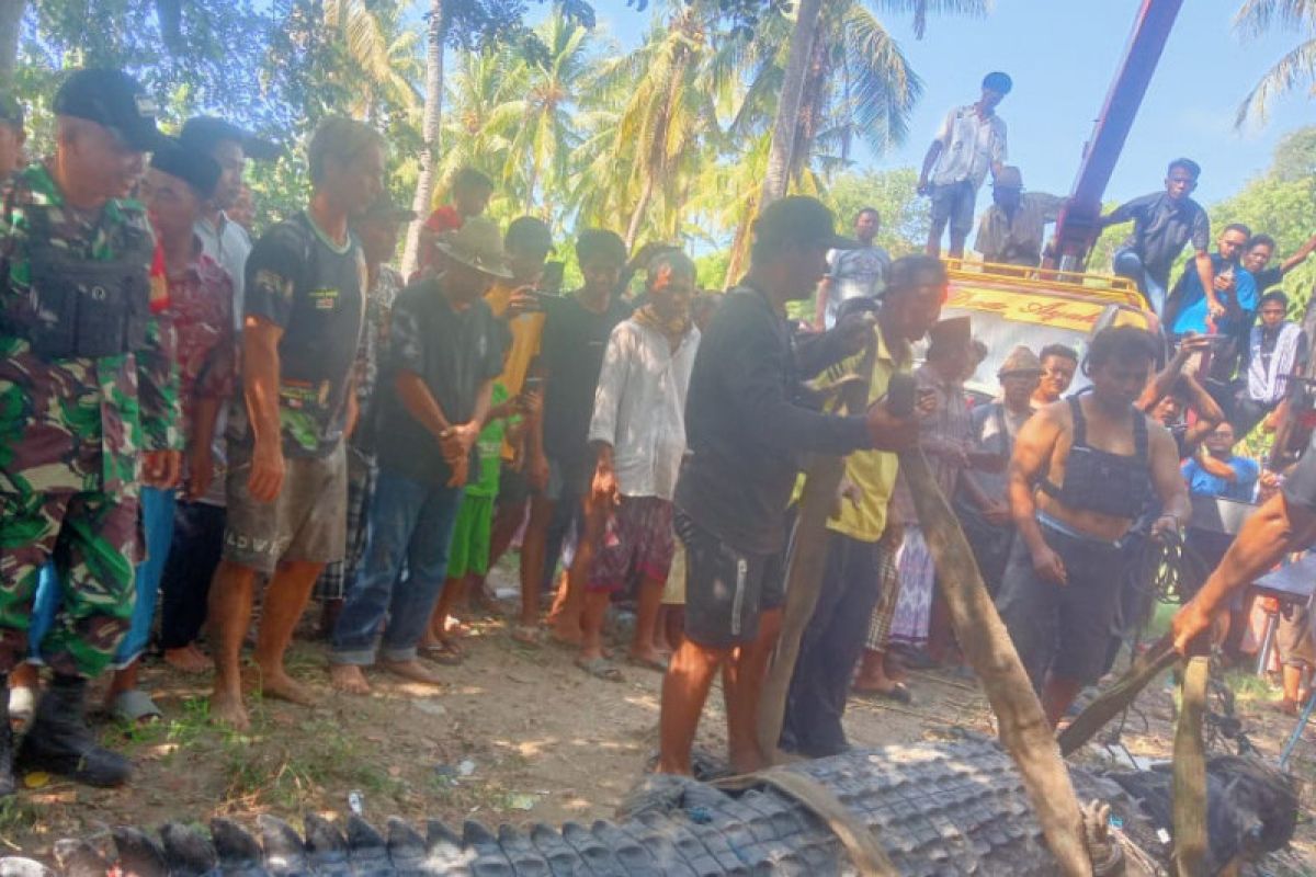 Kronologi penangkapan buaya "raksasa" di Lombok Tengah (video)