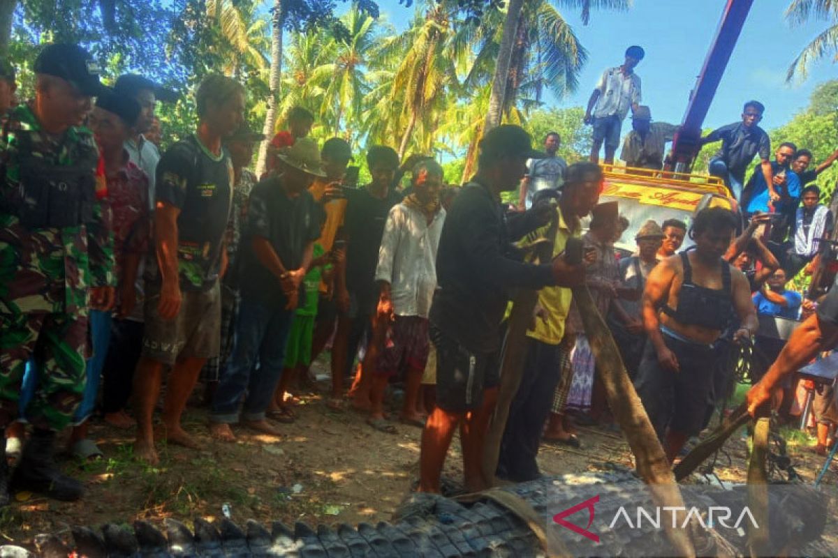BKSDA dan warga tangkap buaya ukuran 4 meter di Lombok Tengah